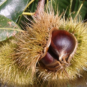 chestnut-ardeche